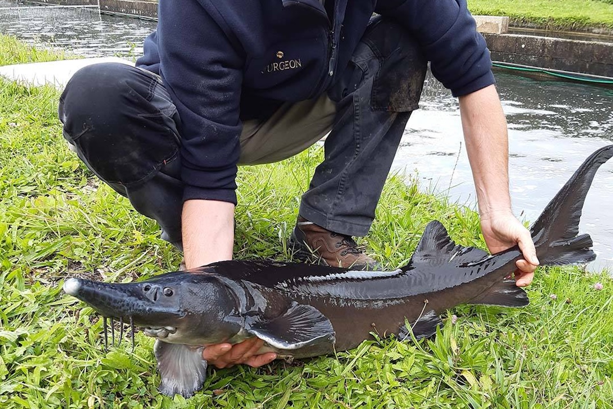 Esturgeon ©Akitania