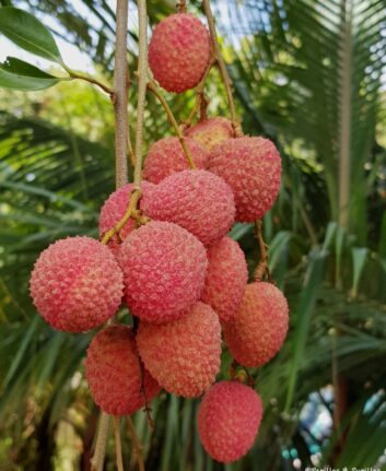 Letchis - Réunion