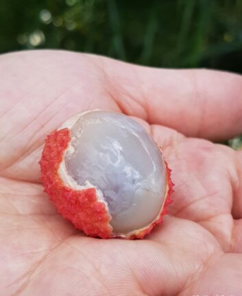 Litchi