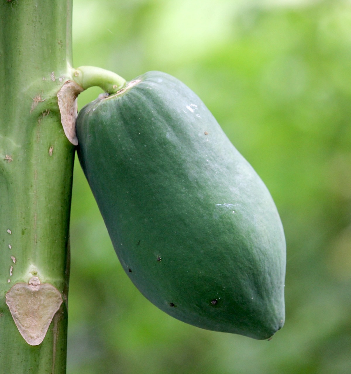 Papaye ©4170730 CC0 Pixabay