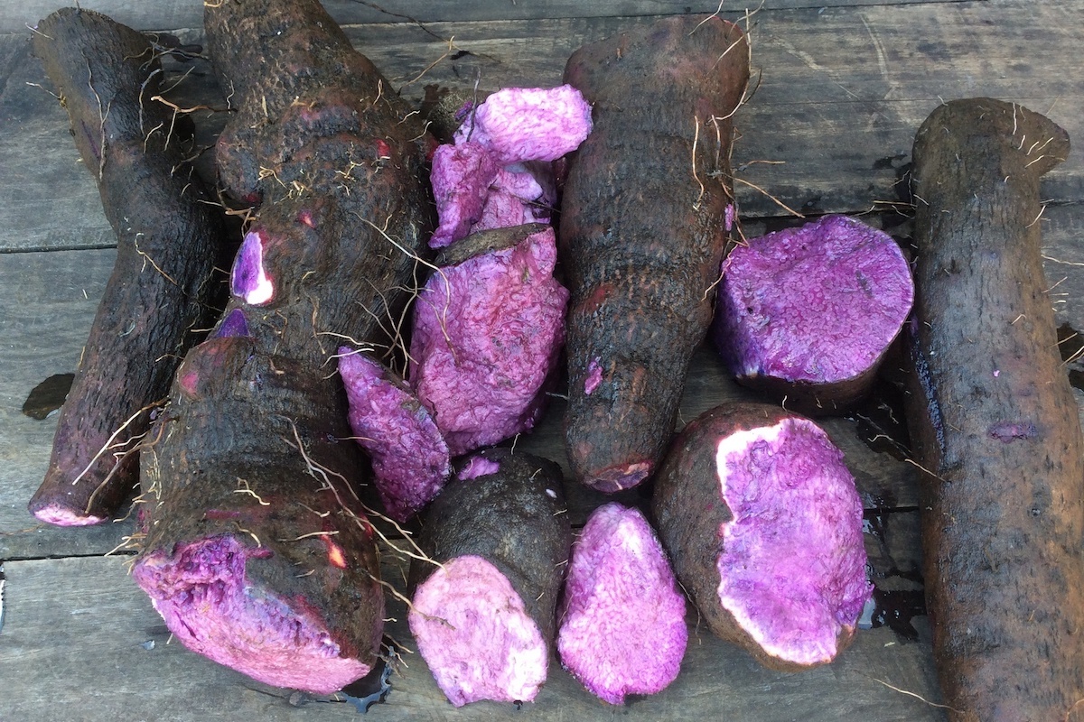 Cambarre, igname pourpre de La Réunion, proche de l’ube philippin