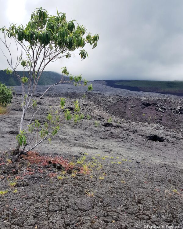 Coulée de lave et arbre