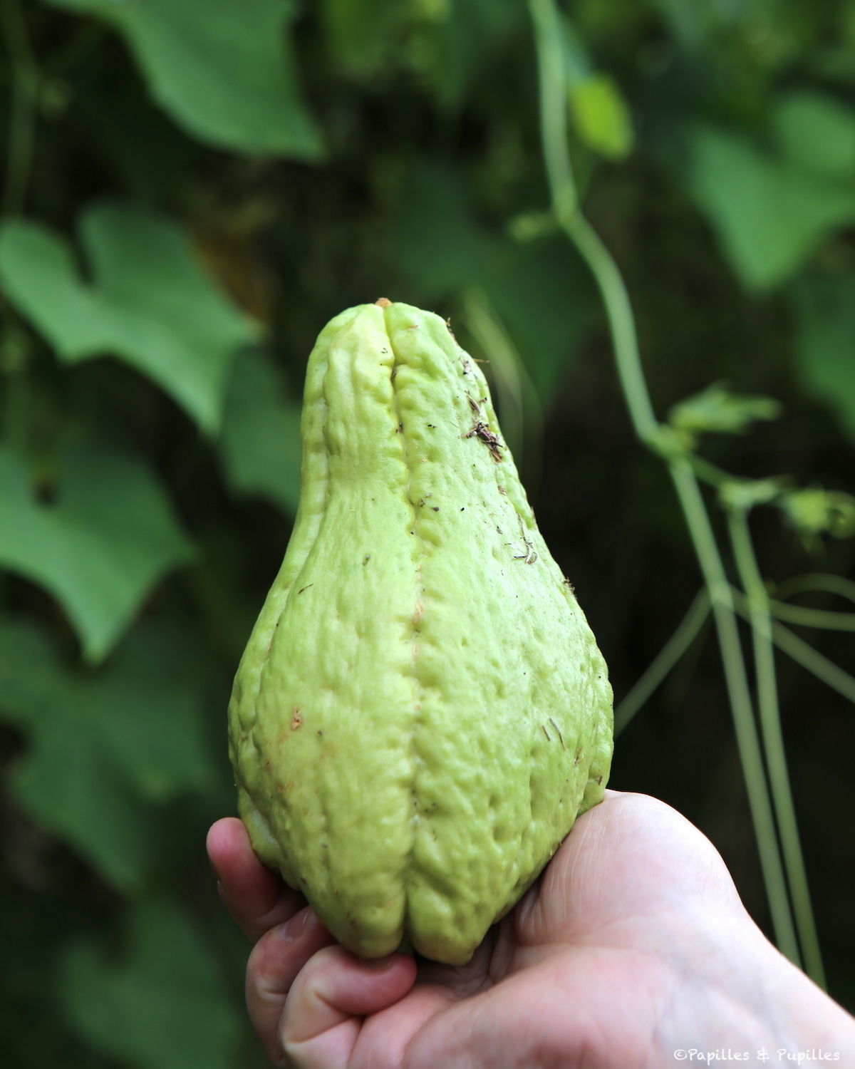 Chouchou ou christophine