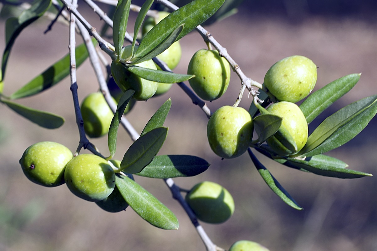 Olives Grossane ©Jean Weber CC BY 2.0