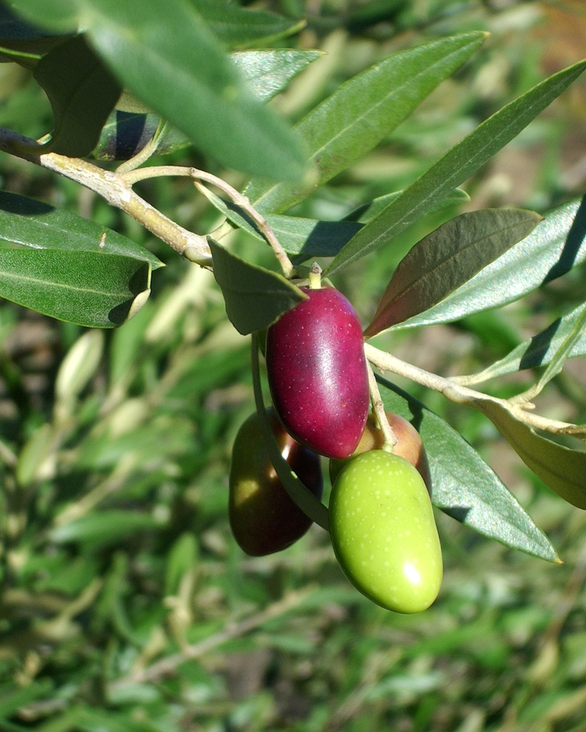 Olives Lucques ©ChezLoulou CCBY20 