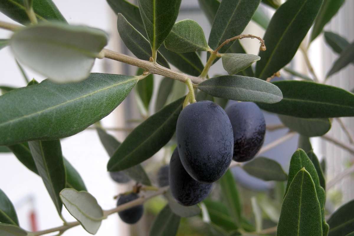 Olives Petit Ribier ©Velq1958 CC BY 3.0