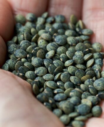 Lentilles vertes ©Susy Morris CC BY-NC 2.0