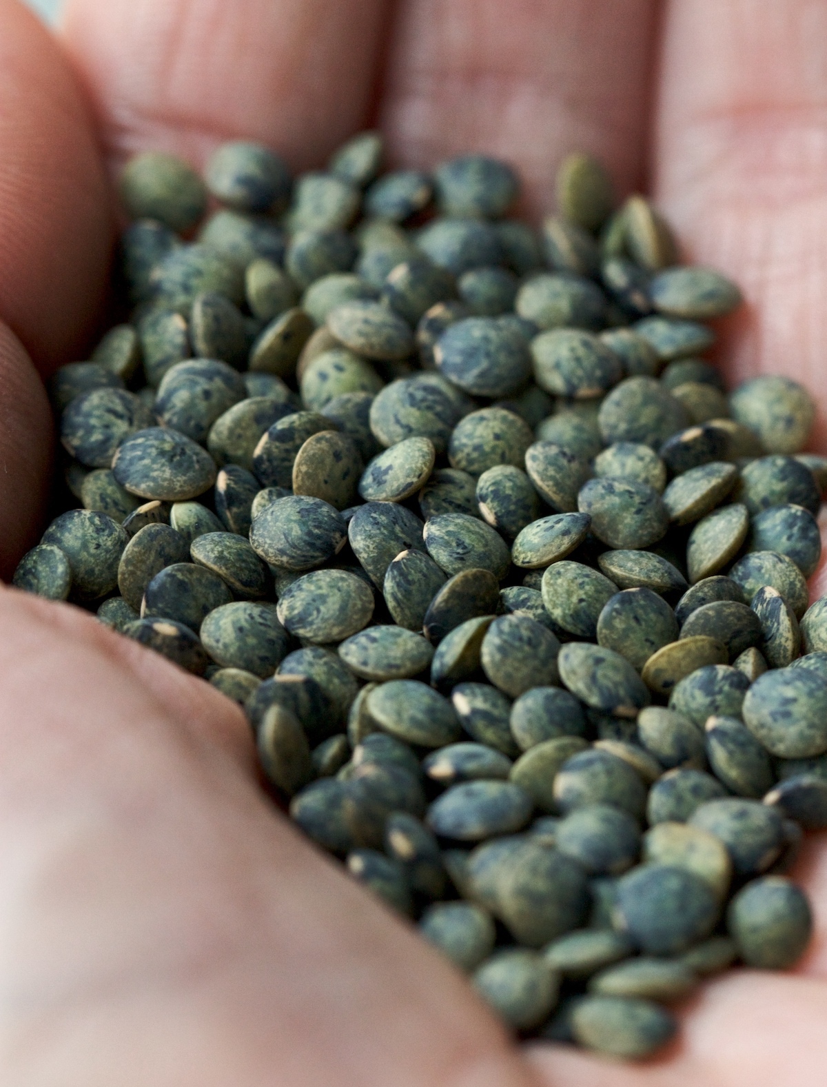 Lentilles vertes ©Susy Morris CC BY-NC 2.0