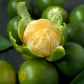 Calamansi © Dolly MJ shutterstock