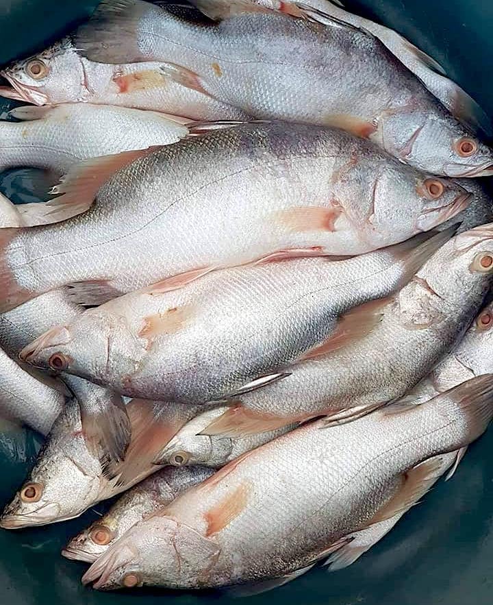 Capitaines ©Massafood