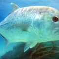 Carangue ©Dr. Dwayne Meadows, NOAA:NMFS:OPR Caranx_ignobilis