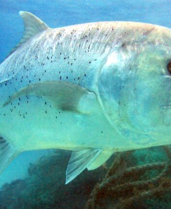 Carangue ©Dr. Dwayne Meadows, NOAA:NMFS:OPR Caranx_ignobilis