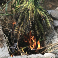 Freekeh brûlé ©Sabarot