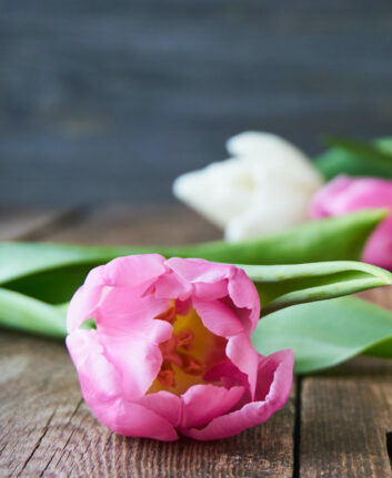 Tulipes ©Iuliia Kochenkova shutterstock