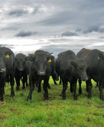 Boeufs Wagyu ©Marble Ranch
