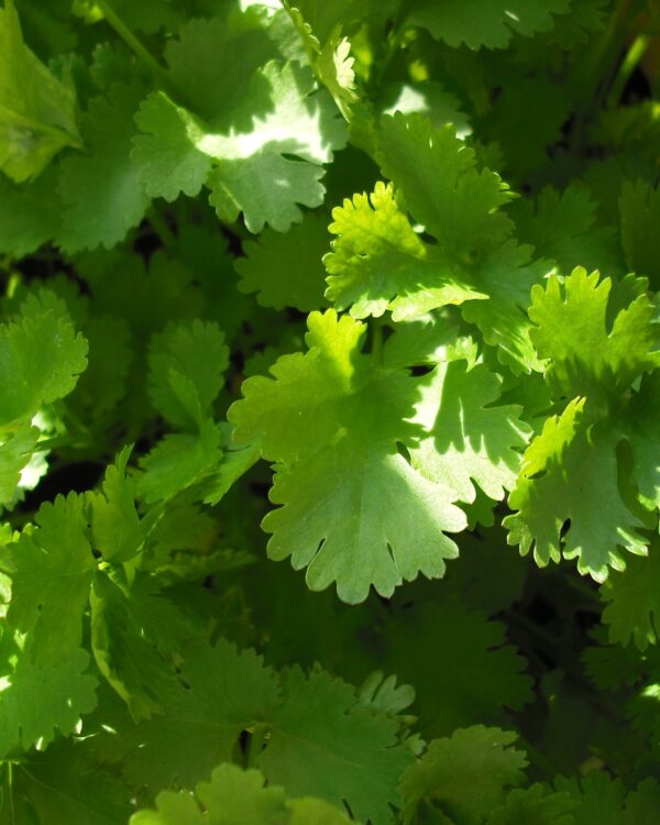 Coriandre