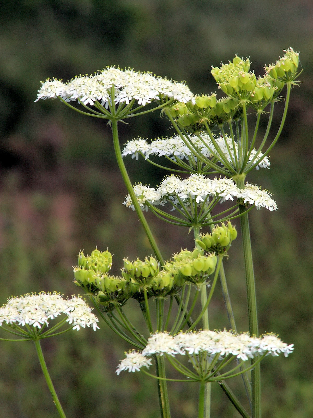 Inflorescences d'Anis vert