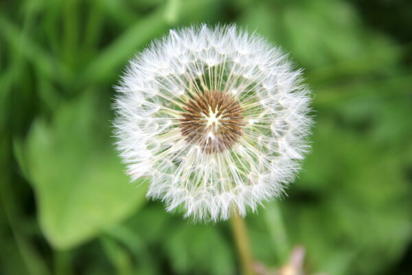 Aigrettes de pissenlit