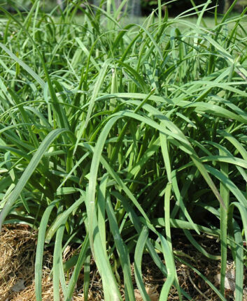 Ciboule de Chine ©Taraxacumseeds CC BY-SA 3.0