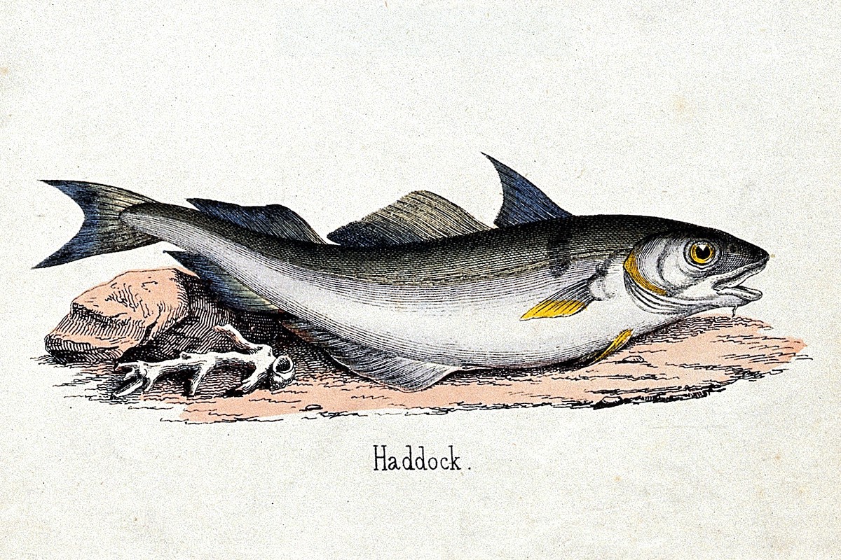 Haddock © Wellcome Library, London. Wellcome Images CC BY 4.0