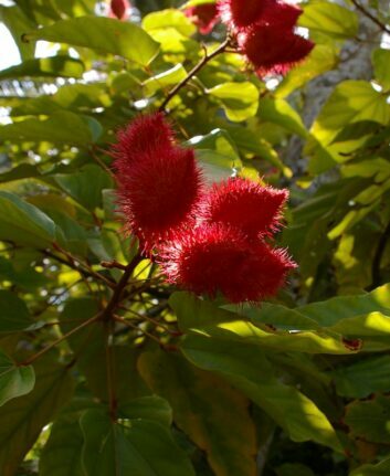 Fruits du roucou