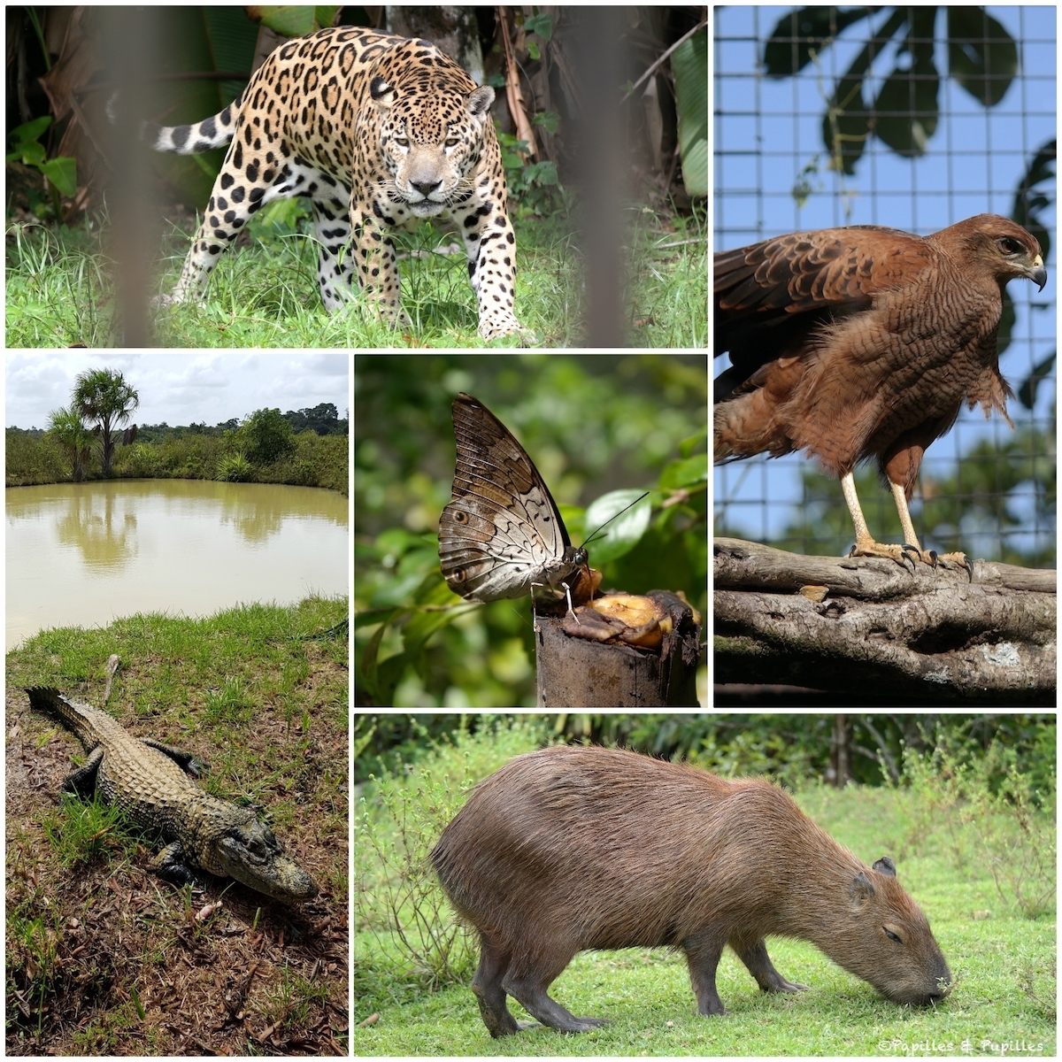Les animaux de Guyane