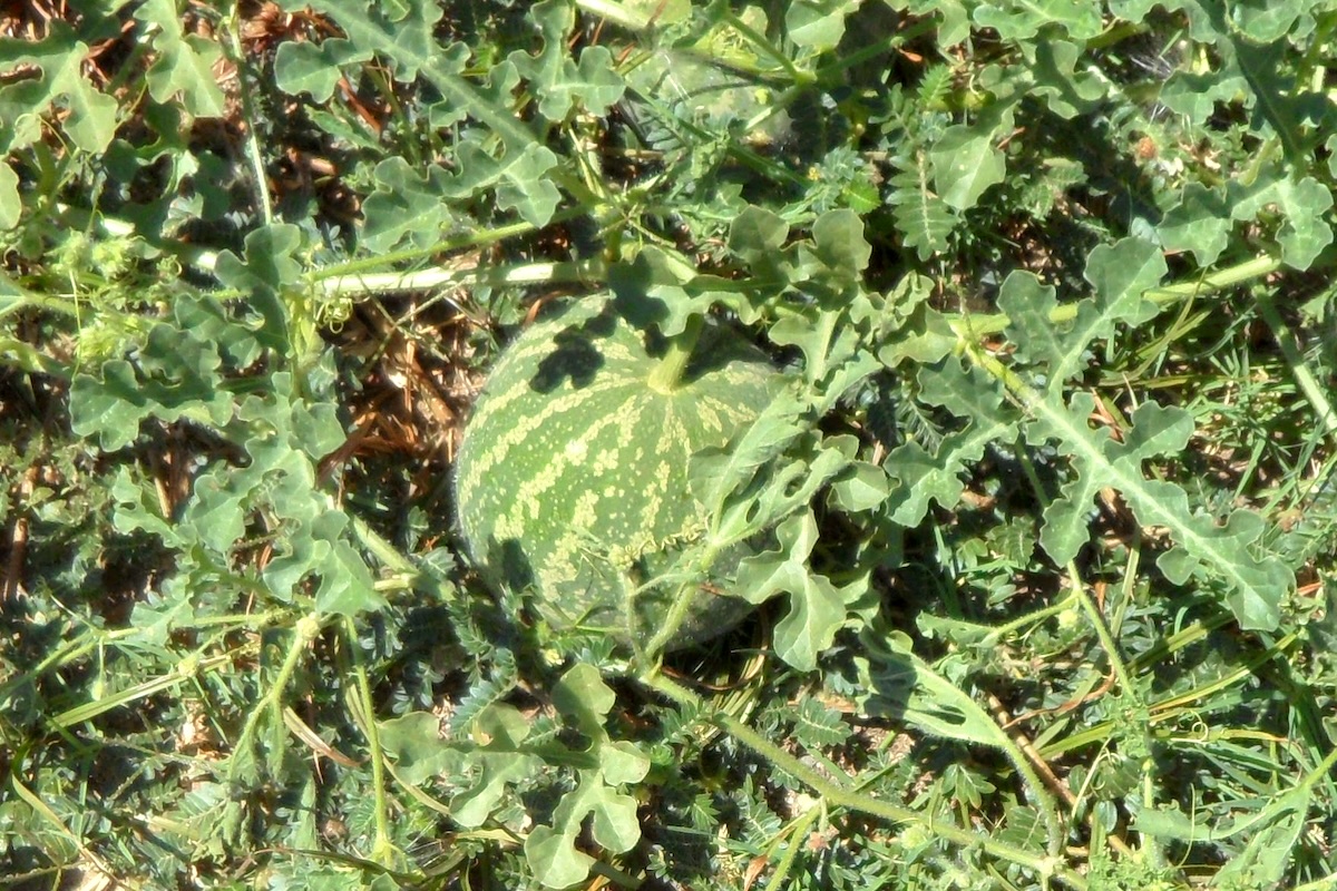 Pastèque blanche ©David Prasad CC BY-SA 2.0