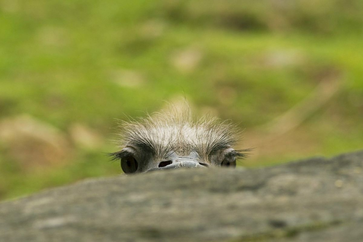 Autruche ©CC0 Pixwhere