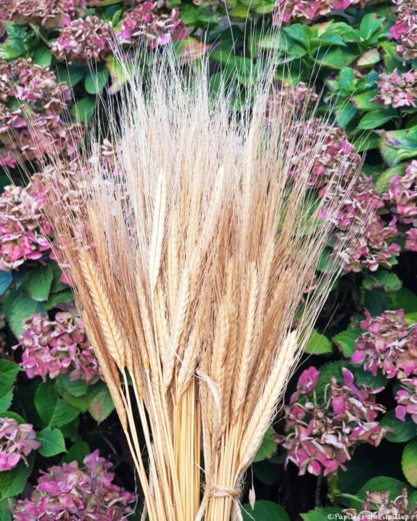 Epis de petit épeautre