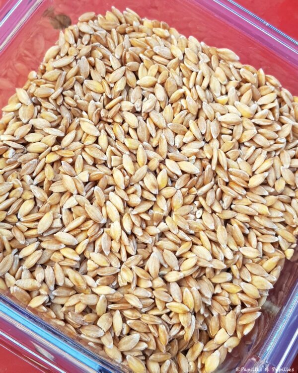 Grains de petit épeautre