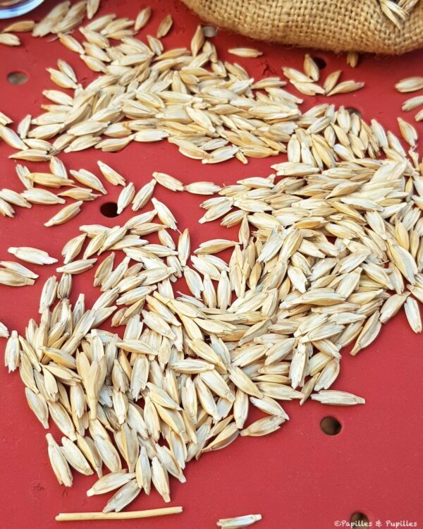 Grains de petit épeautre avant décortiquage