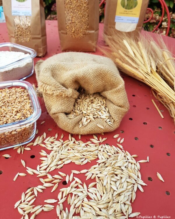 Petit épeautre sous différents formes