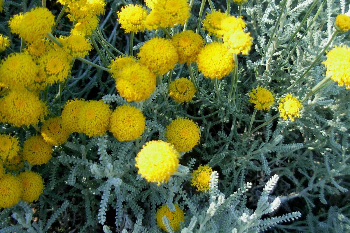 Santoline en fleurs ©J Brew CC BY-SA 2.0