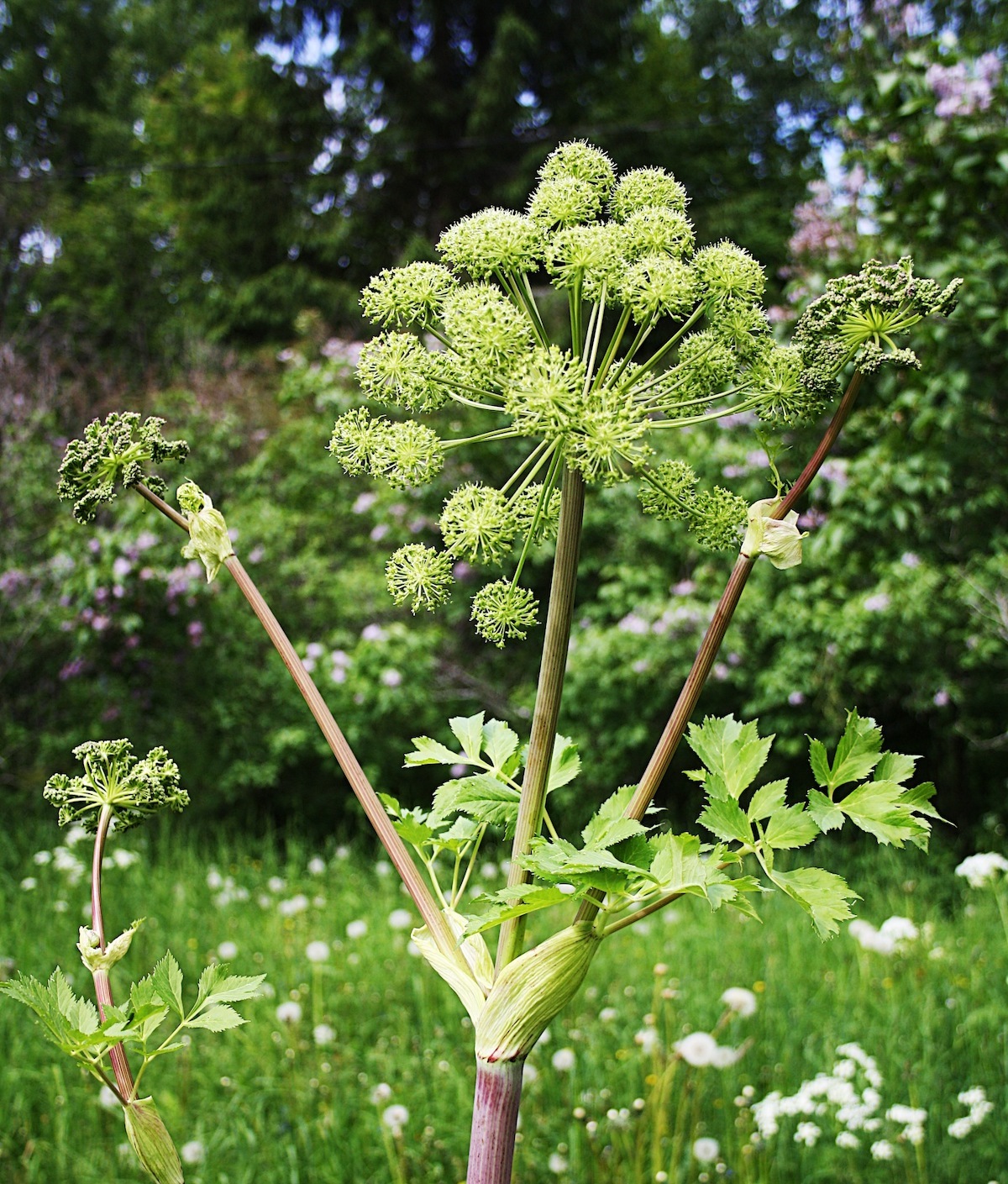 Angélique ©Sami Sieranoja CC BY 2.0