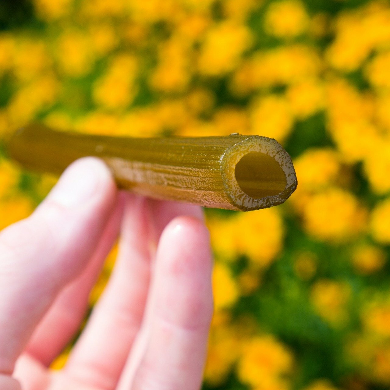 Tige d'angélique confite