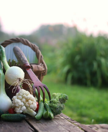 Légumes du jardin