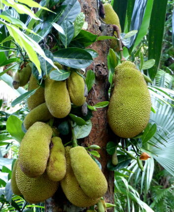 Jacque - Fruits du Jacquier