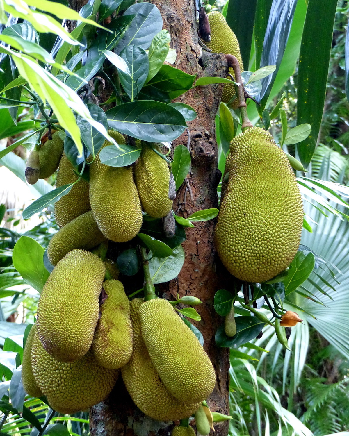 Jacque - Fruits du Jacquier