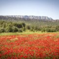 Sainte Victoire ©My Provence