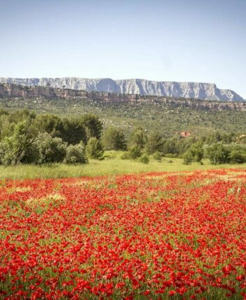 Sainte Victoire ©My Provence