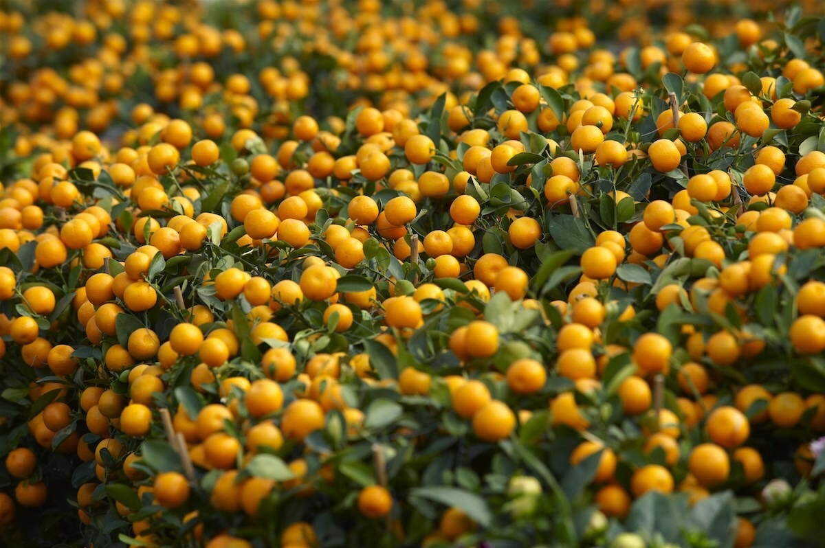 Clémentines associées à la prospérité pour le Nouvel An lunaire