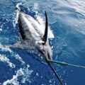 Marlin ©Phil Licence CC BY-ND 2.0