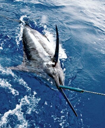 Marlin ©Phil Licence CC BY-ND 2.0