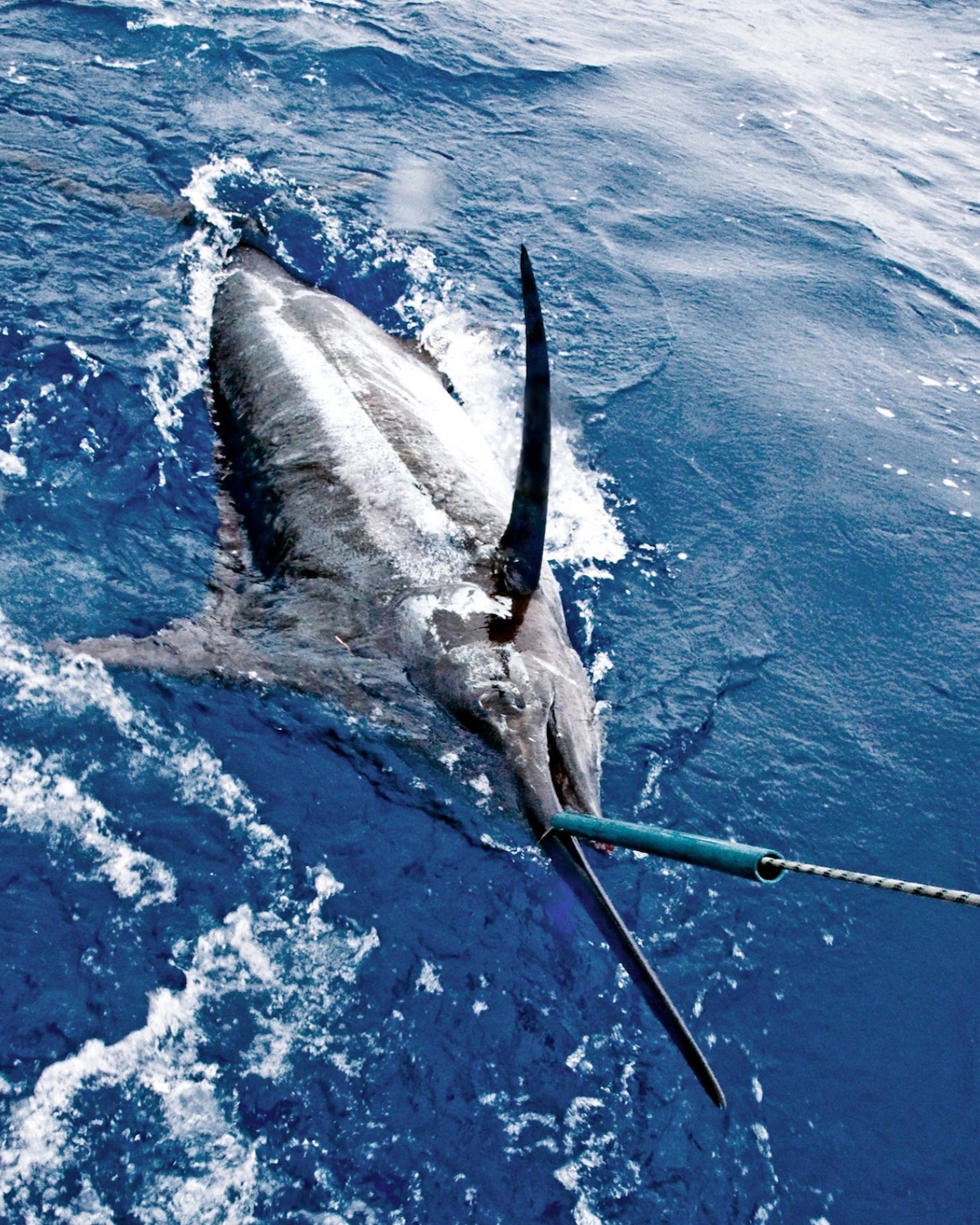 Marlin ©Phil Licence CC BY-ND 2.0