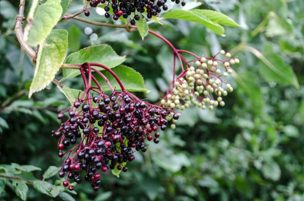 Sureau, des fleurs et des fruits à découvrir — free download