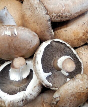 Champignons Portobello