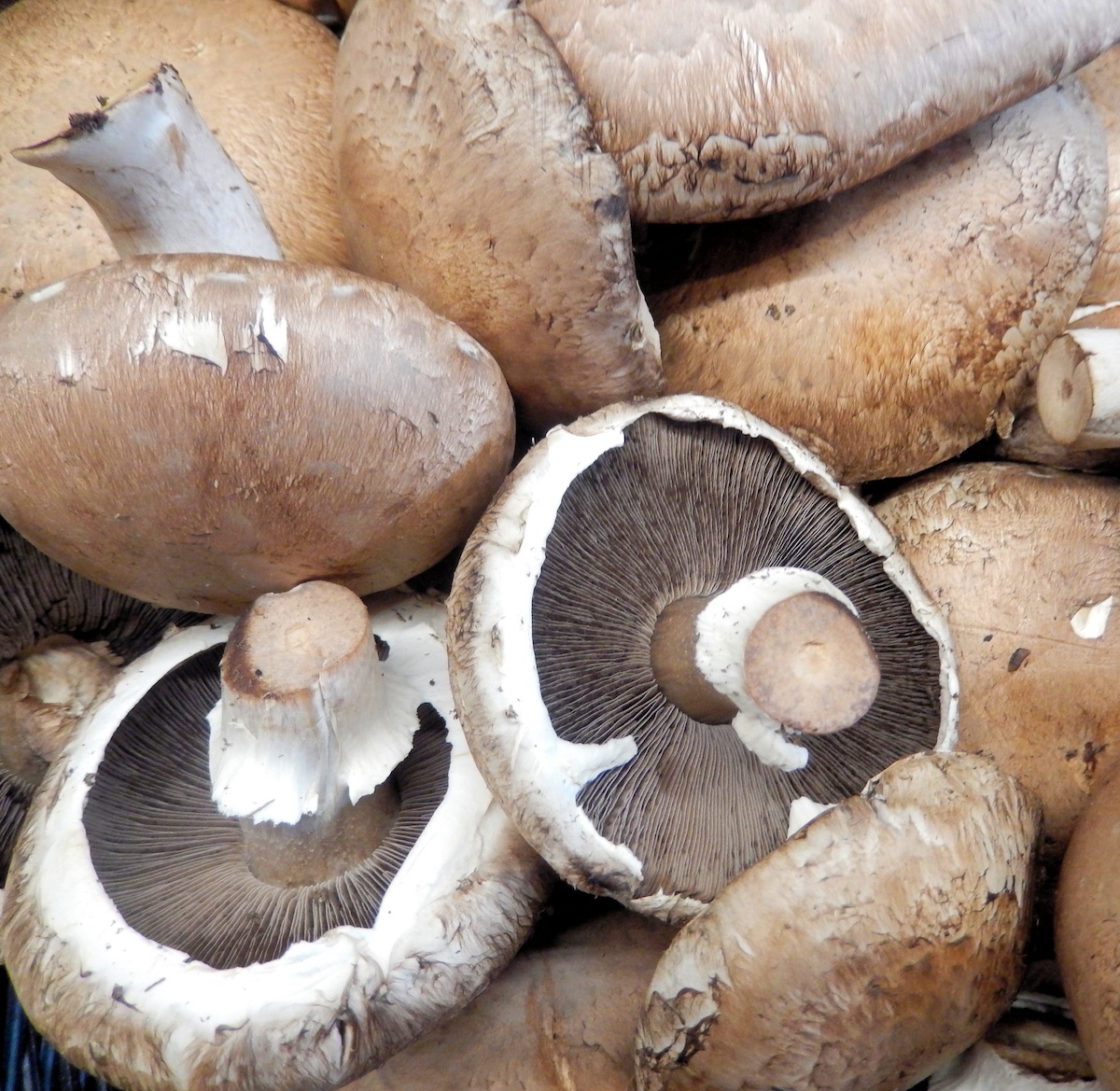 Champignons Portobello