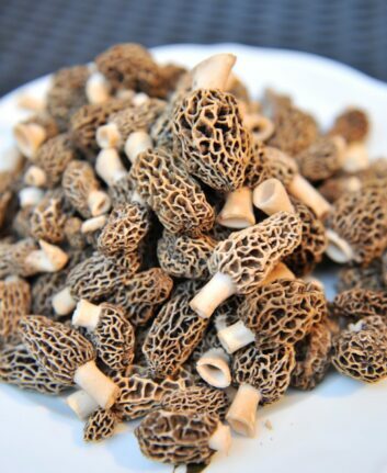 Morilles ©SabineRuhland Pixabay