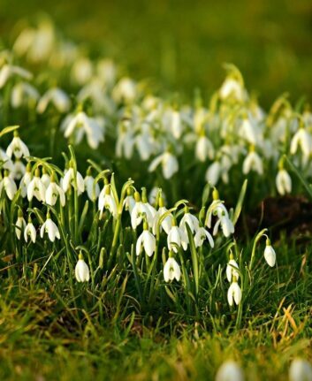Perce-neige ©MabelAmber Pixabay