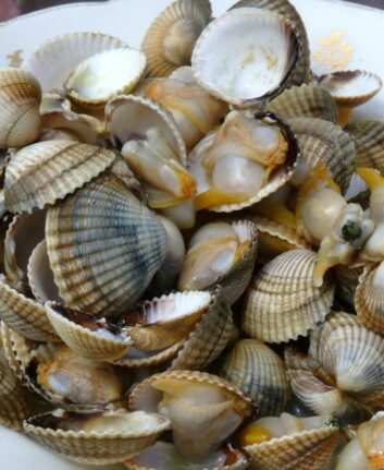 Plat de coques